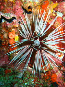 Photo: Sea urchin