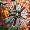 Next: Sea urchin