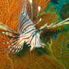 Photo: (keyword lionfish)
