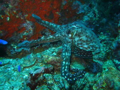 Photo: Cuttlefish