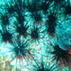 Photo: Sea urchins