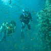 Next: Scuba divers