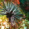 Next: Sea urchin