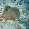 Next: Blue spotted ray