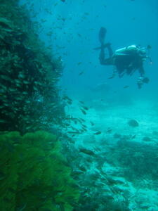 Photo: Scuba diving