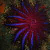Previous: Crown of thorns starfish