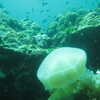Photo: (keyword jellyfish)