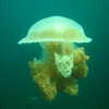 Next: Jellyfish