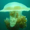 Photo: (keyword jellyfish)
