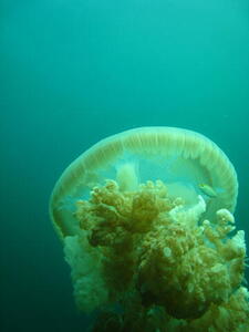 Photo: Jellyfish