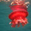 Previous: Jellyfish