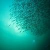Next: Fish swarming