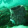 Photo: Barrel sponge