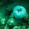 Photo: (keyword anemone)