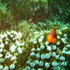Next: Clownfish and anemone