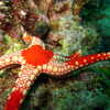 Photo: (keyword starfish)