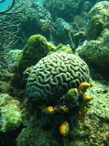 Photo: Brain coral