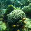 Next: Brain coral