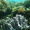 Next: Tube coral