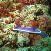Photo: (keyword nudibranch)