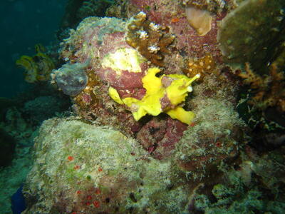 Photo: Yellow frogfish