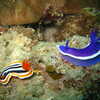 Photo: (keyword nudibranchs)
