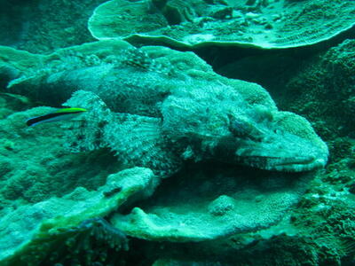 Photo: Crocodilefish