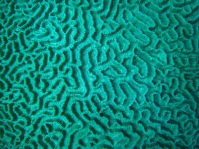 Photo: Coral detail