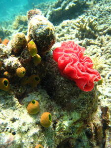 Photo: Sea squirts and nudibranch eggs