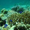 Previous: Coral reef