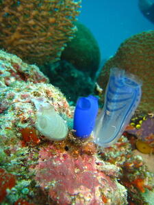 Photo: Sea sponges