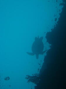 Photo: Turtle silhouette