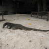 Photo: Monitor Lizard