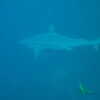 Photo: Gray shark
