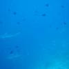 Video: Sharks swimming