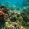 Photo: Sea squirts