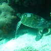 Photo: (keyword turtle)