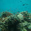 Previous: Coral reef