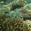Photo: (keyword coral)