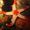 Photo: (keyword starfish)