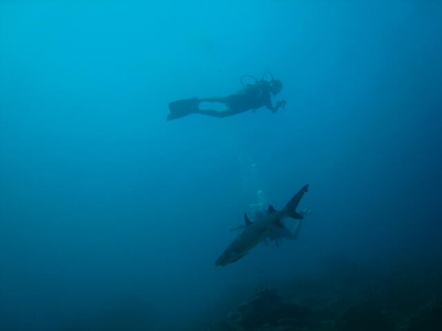 Divers and shark