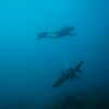 Previous: Divers and shark
