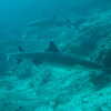Photo: White-tipped reef sharks