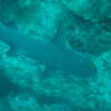 Previous: White-tipped reef shark
