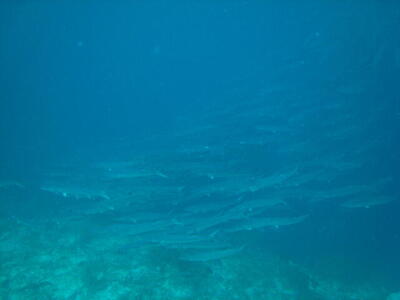 Photo: Chevron barracuda