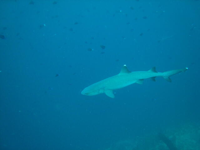 White-tipped reef shark