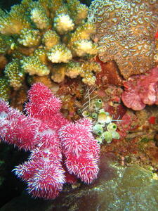 Photo: Corals