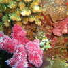 Previous: Corals