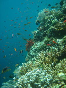 Photo: Reef and fishes