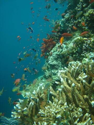 Reef and fishes